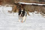 BOULEDOGUE FRANCAIS 947